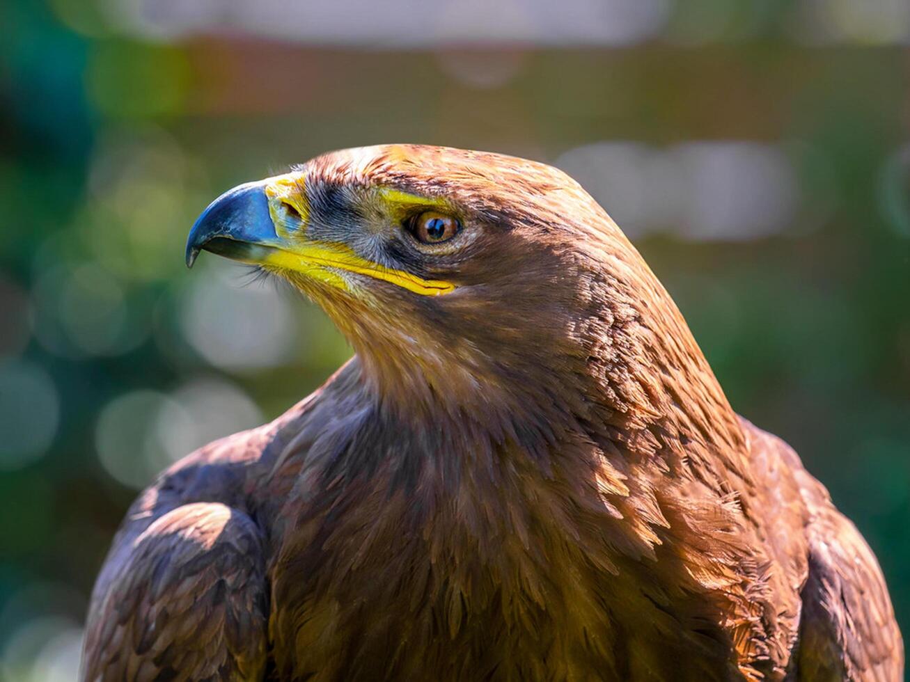 uccello fotografia, uccello immagine, maggior parte bellissimo uccello fotografia, natura fotografia foto