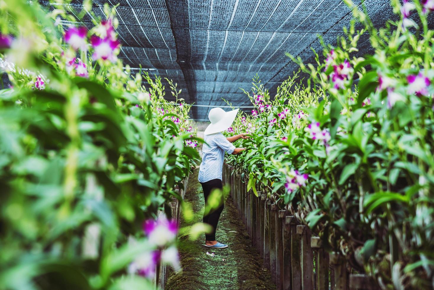 giardiniere donna asiatica. orchidea da taglio in un giardino di orchidee. foto