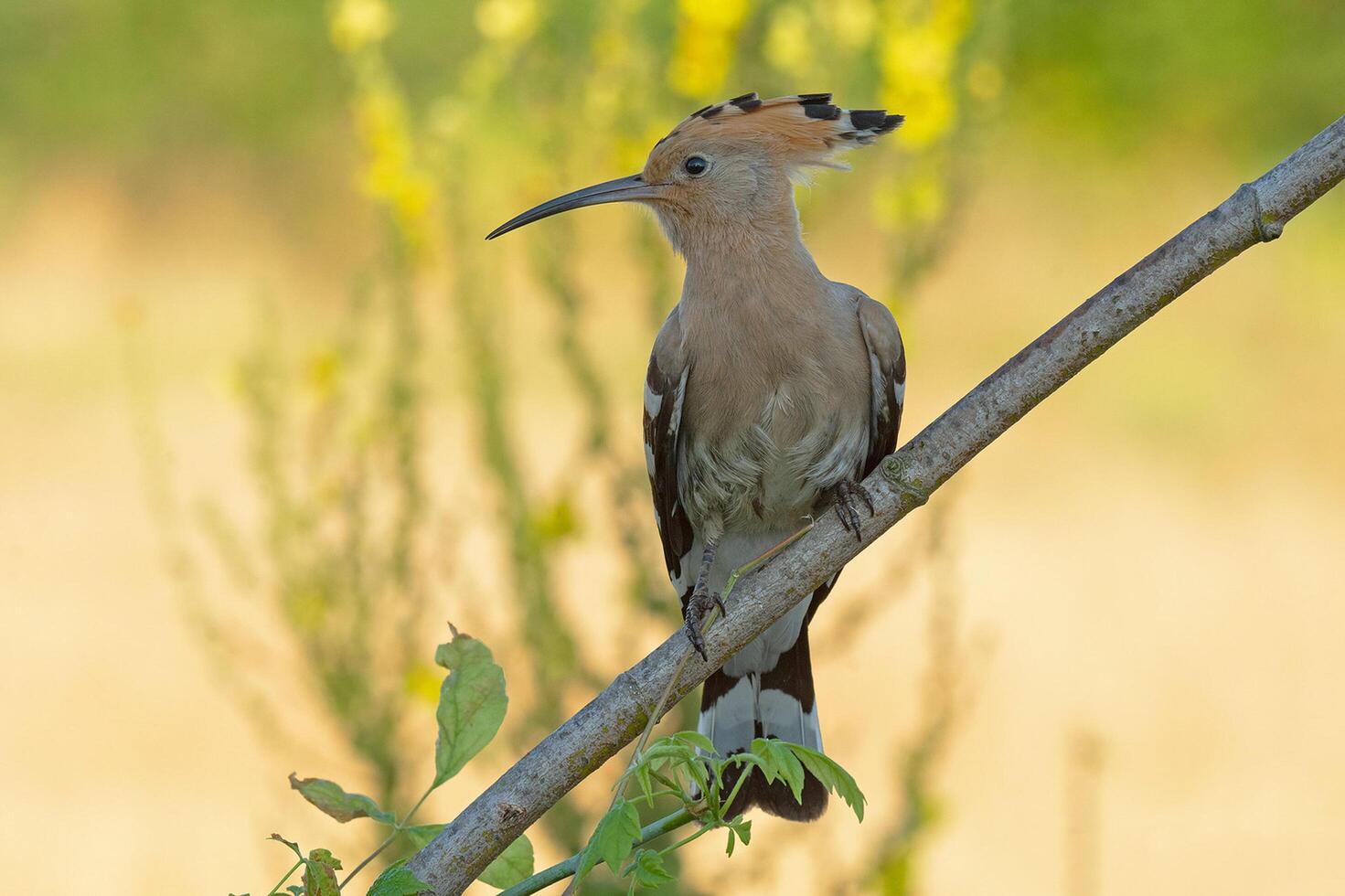 uccello fotografia, uccello immagine, maggior parte bellissimo uccello fotografia, natura fotografia foto