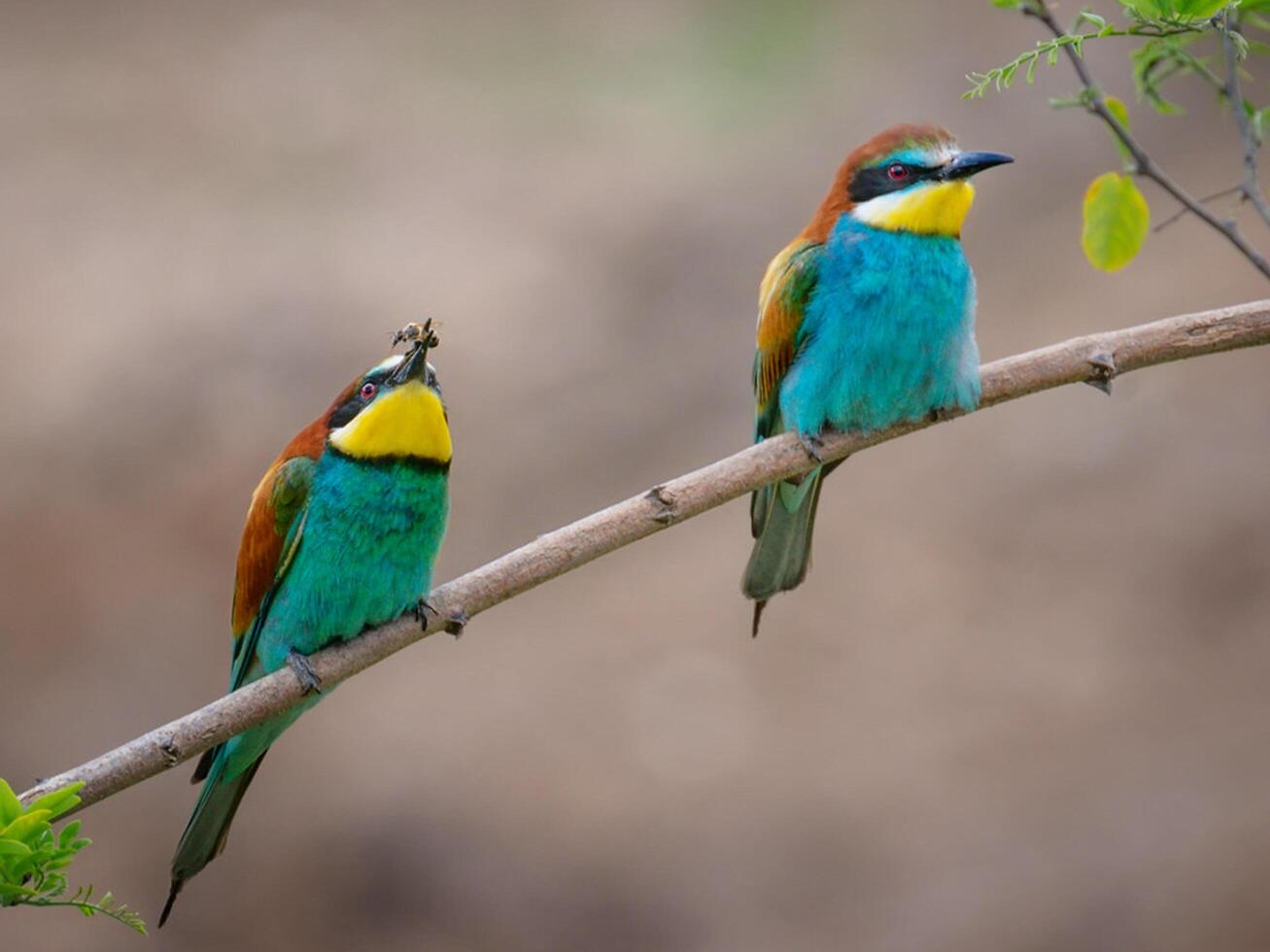 uccello fotografia, uccello immagine, maggior parte bellissimo uccello fotografia, natura fotografia foto