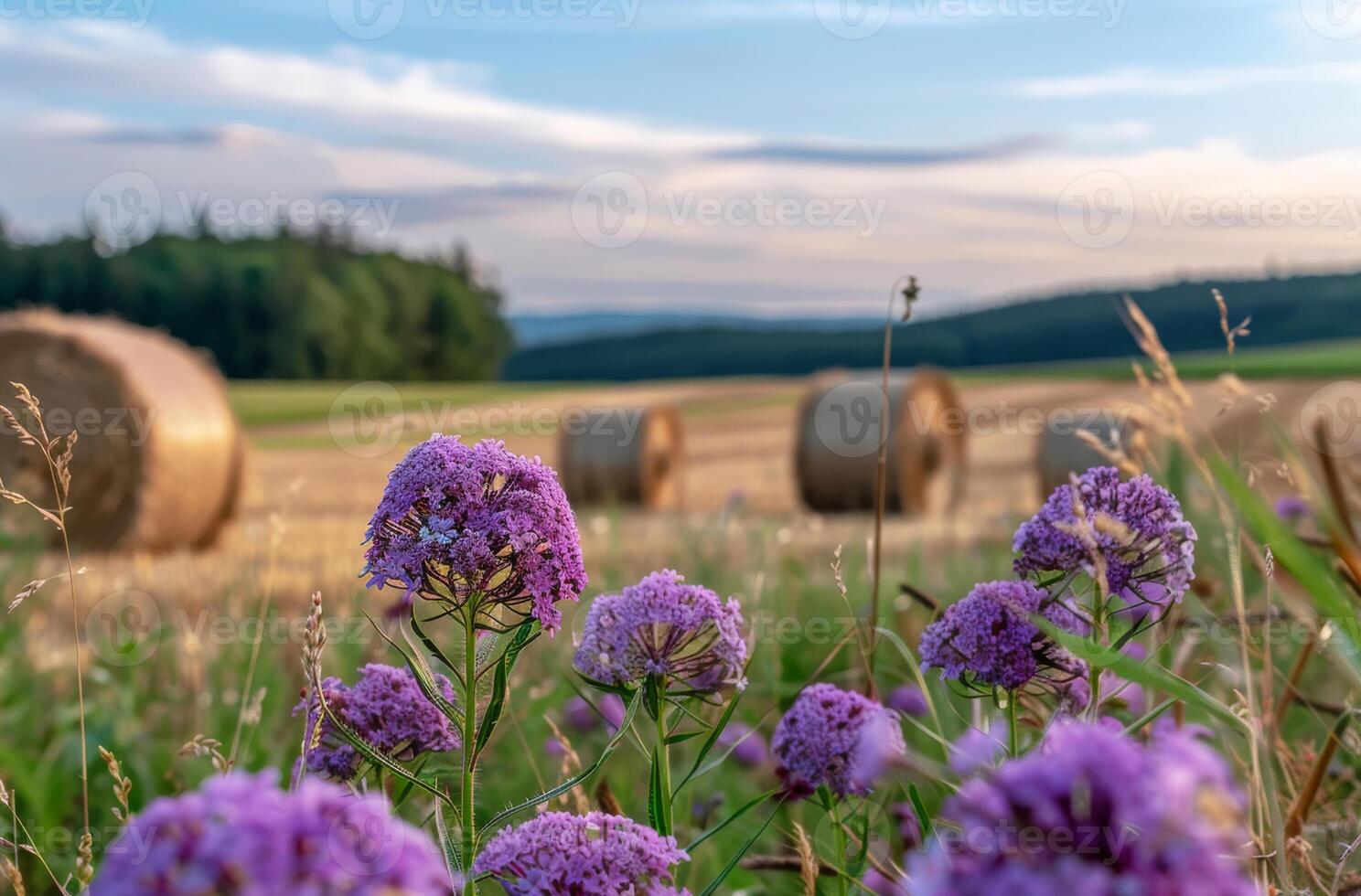 ai generato viola fiori e fieno balle nel il sfondo foto