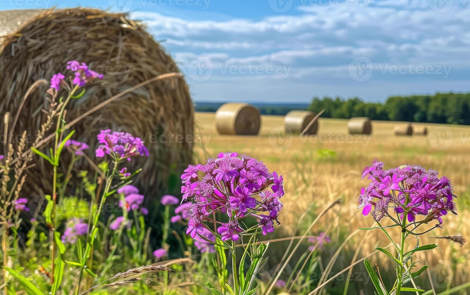 ai generato viola fiori e cannuccia balle su il campo dopo raccogliere foto