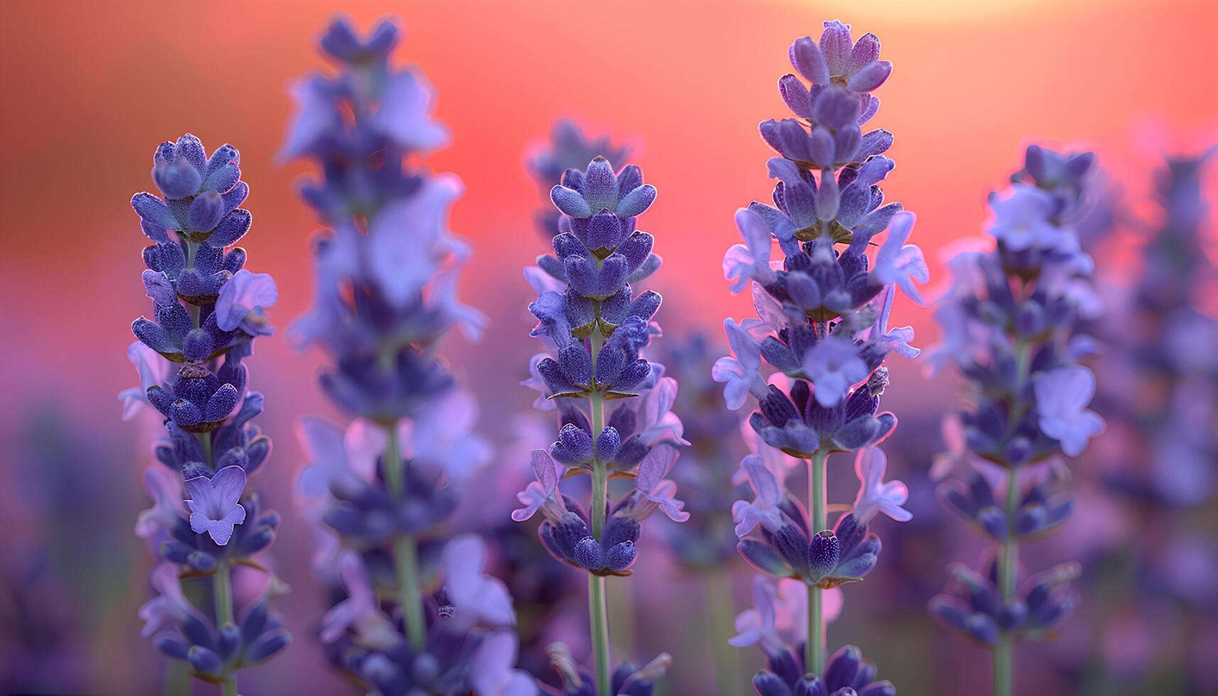 ai generato lavanda campo a tramonto. avvicinamento di lavanda pianta fioritura sotto il sole durante estate. viola fiori a partire dal aromatico pianta lavanda. lavanda e tramonto foto