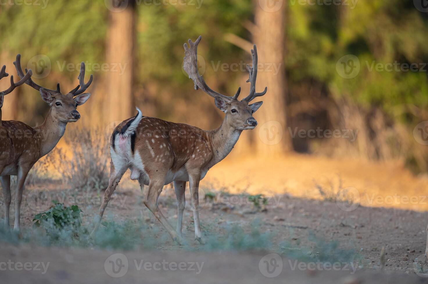 maschio maggese cervo in viaggio nel il foresta. maggese cervo, dama dama foto