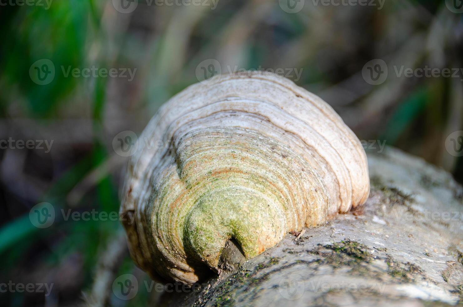 Tinder fungo, fomi fomentarius su un vecchio quercia albero tronco posa nel foresta. foto