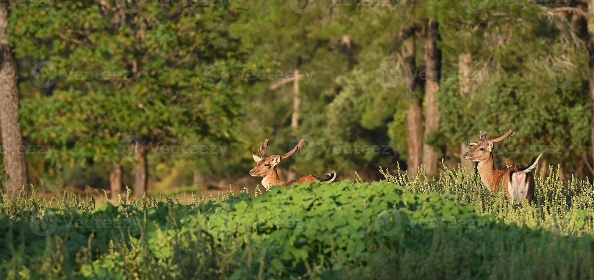 un' paio di maschio maggese cervo nel il foresta foto