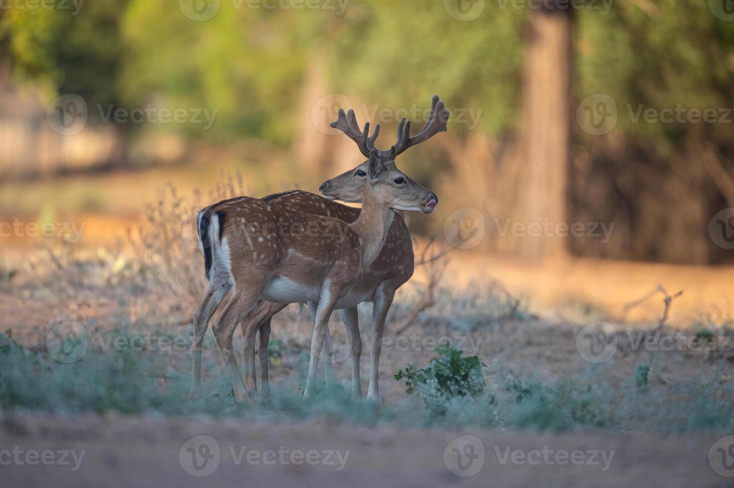 Due maschio maggese cervo nel il boschi. maggese cervo, dama dama foto