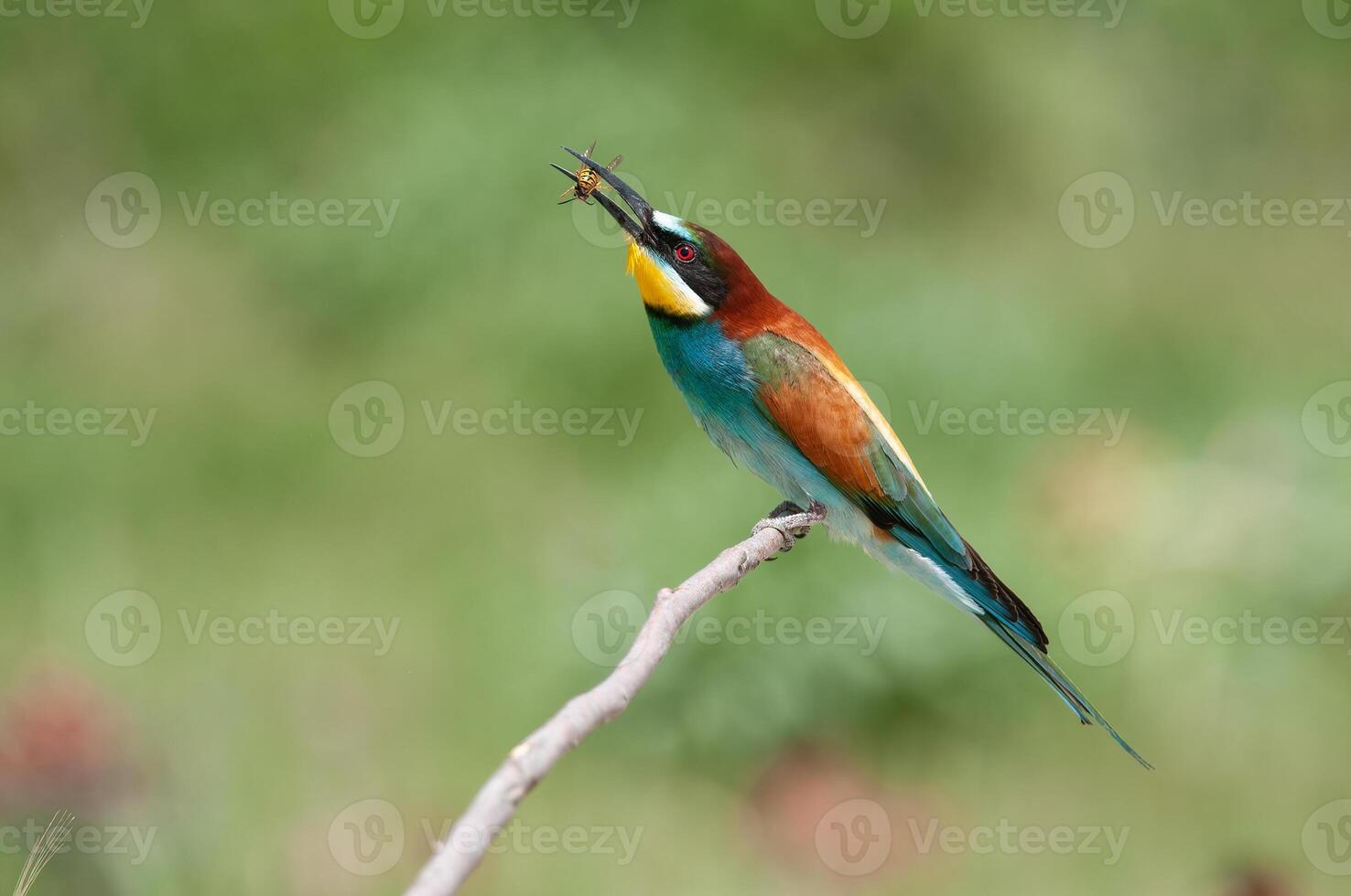 mangiatore di api europeo gruccione, merops apiaster. verde sfondo. colorato uccelli. foto