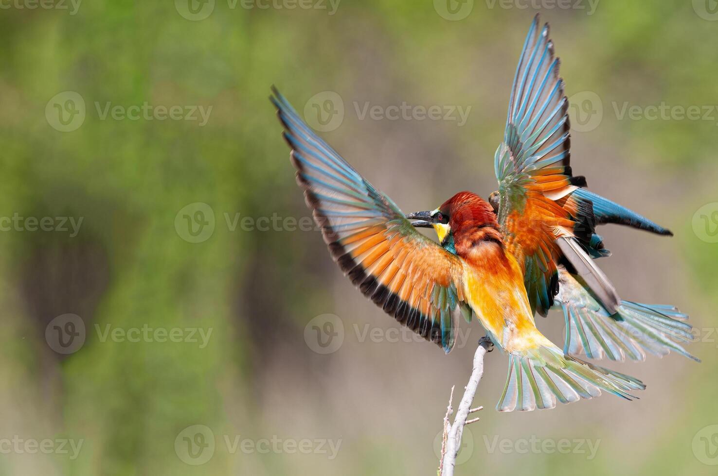 europeo gruccione, merops apiastro, con Ali differenza. verde sfondo. colorato uccelli. foto