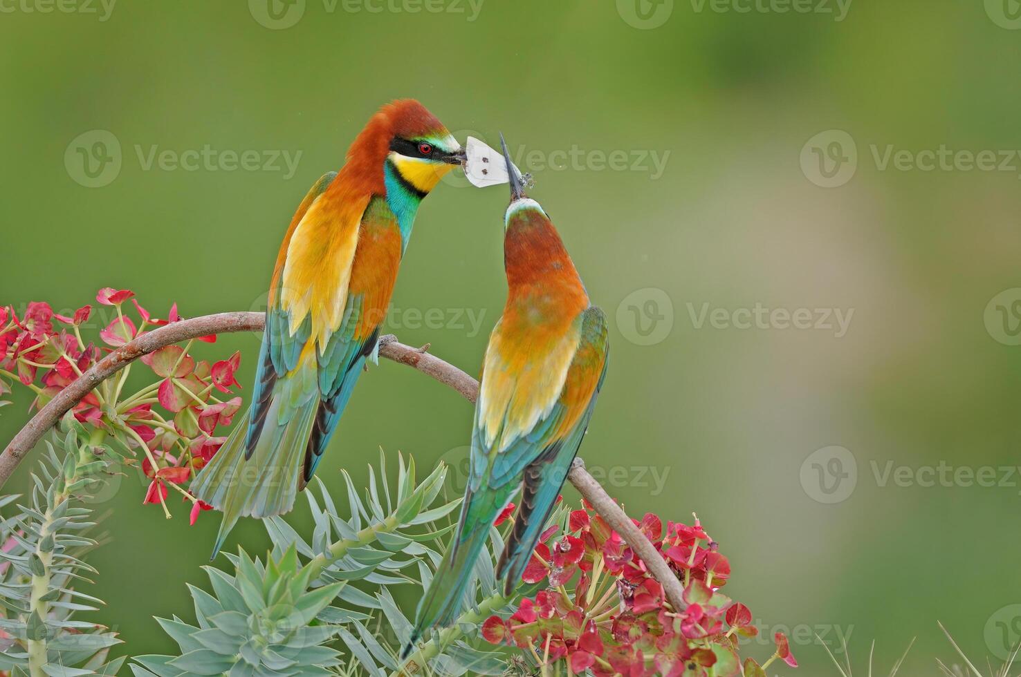 mangiatore di farfalle europeo gruccione, merops apiaster. verde sfondo. colorato uccelli. foto