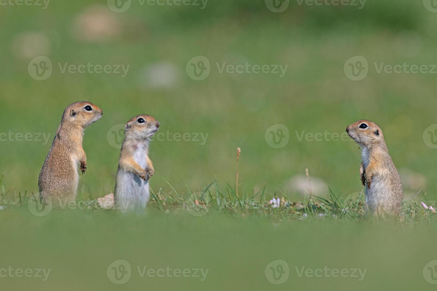 scoiattoli guardare a ogni altro nel il verde erba. anatolico souslik-terra scoiattolo, spermophilus xanthoprymnus foto