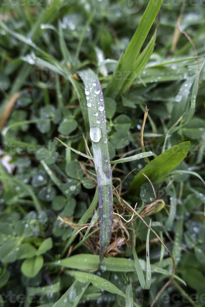 bagnato erba nel il foresta foto