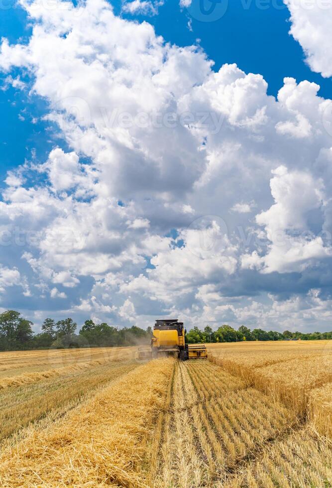 combinare Lavorando su il grande Grano campo raccolta giallo maturo Grano. agricolo concetto foto