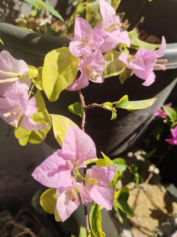 creativo disposizione fatto di verde le foglie e viola fiore.piatto natura.laica consept foto