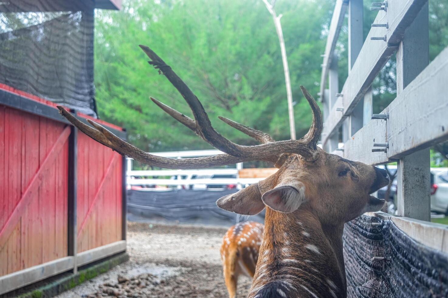 un asse cervo a il zoo essere alimentato di visitatori foto