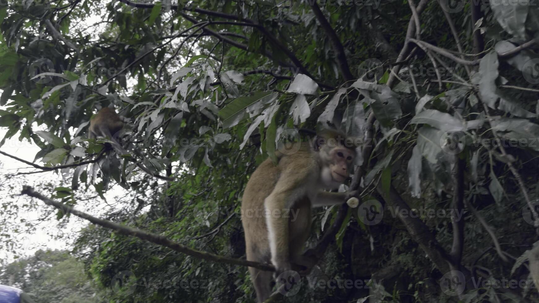 scimmie su albero rami con cibo. azione. scimmie siamo trattati per ossequi a partire dal turisti nel giungla. scimmie nel alberi di escursioni a piedi sentieri foto