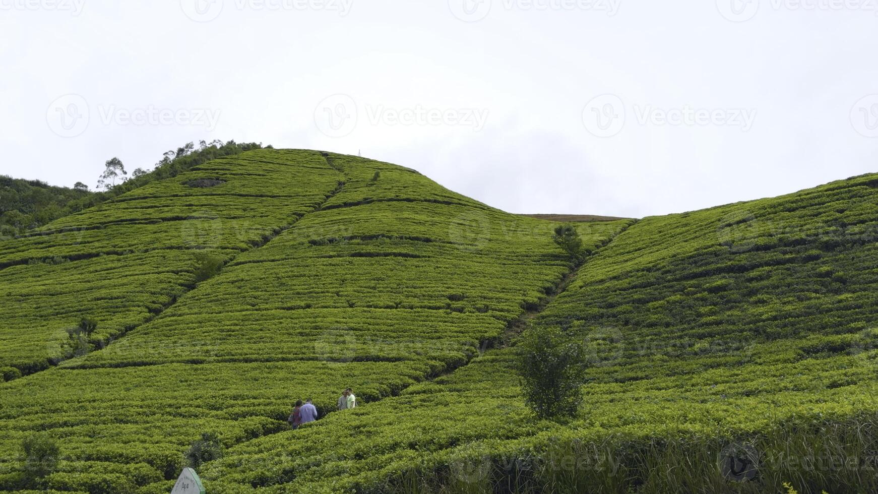 pittoresco Visualizza di tè campi. azione. Linee con verde cespugli su terrazze di tè piantagioni. bellissimo verde terrazze con cespugli e fioritura tè foto
