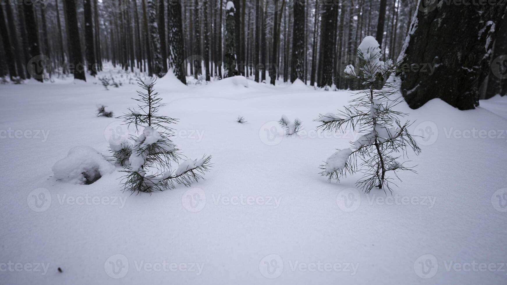 rotante telecamera nel inverno foresta. media. Guarda in giro voi nel selvaggio foresta tra alto alberi e cumuli di neve nel inverno. piccolo abete alberi nel inverno selvaggio foresta foto