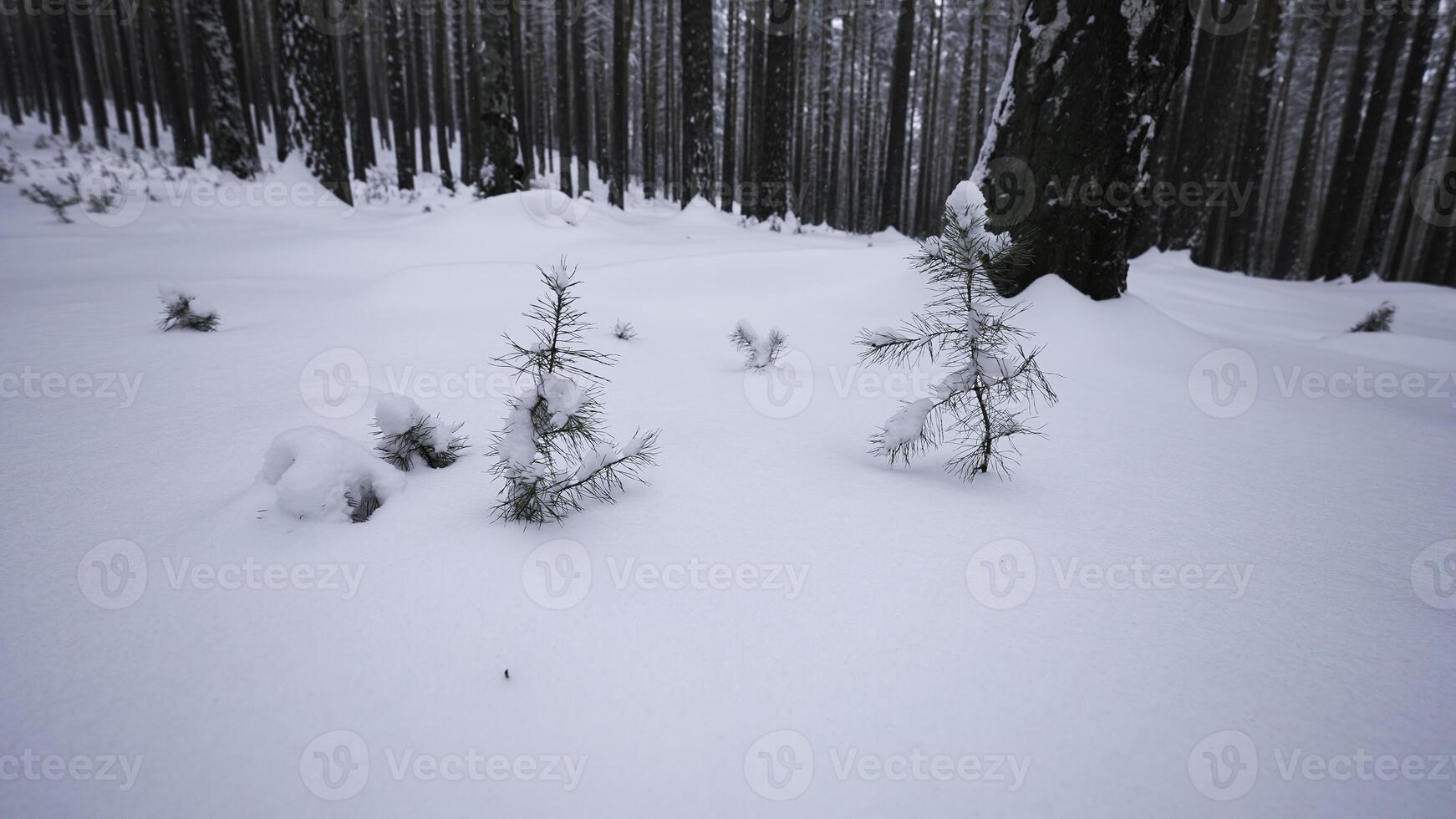 rotante telecamera in giro nel inverno foresta. media. circolare Visualizza in giro voi nel selvaggio inverno foresta. rotante Visualizza di cumuli di neve nel inverno foresta foto