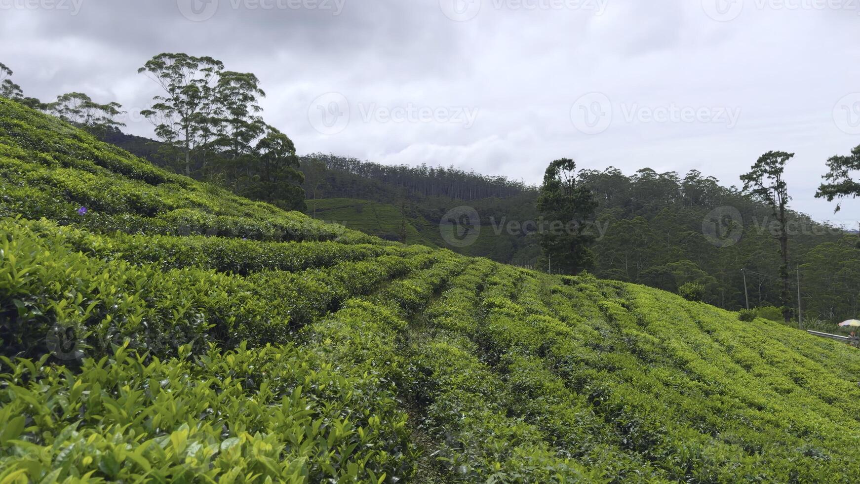 pittoresco Visualizza di tè campi. azione. Linee con verde cespugli su terrazze di tè piantagioni. bellissimo verde terrazze con cespugli e fioritura tè foto