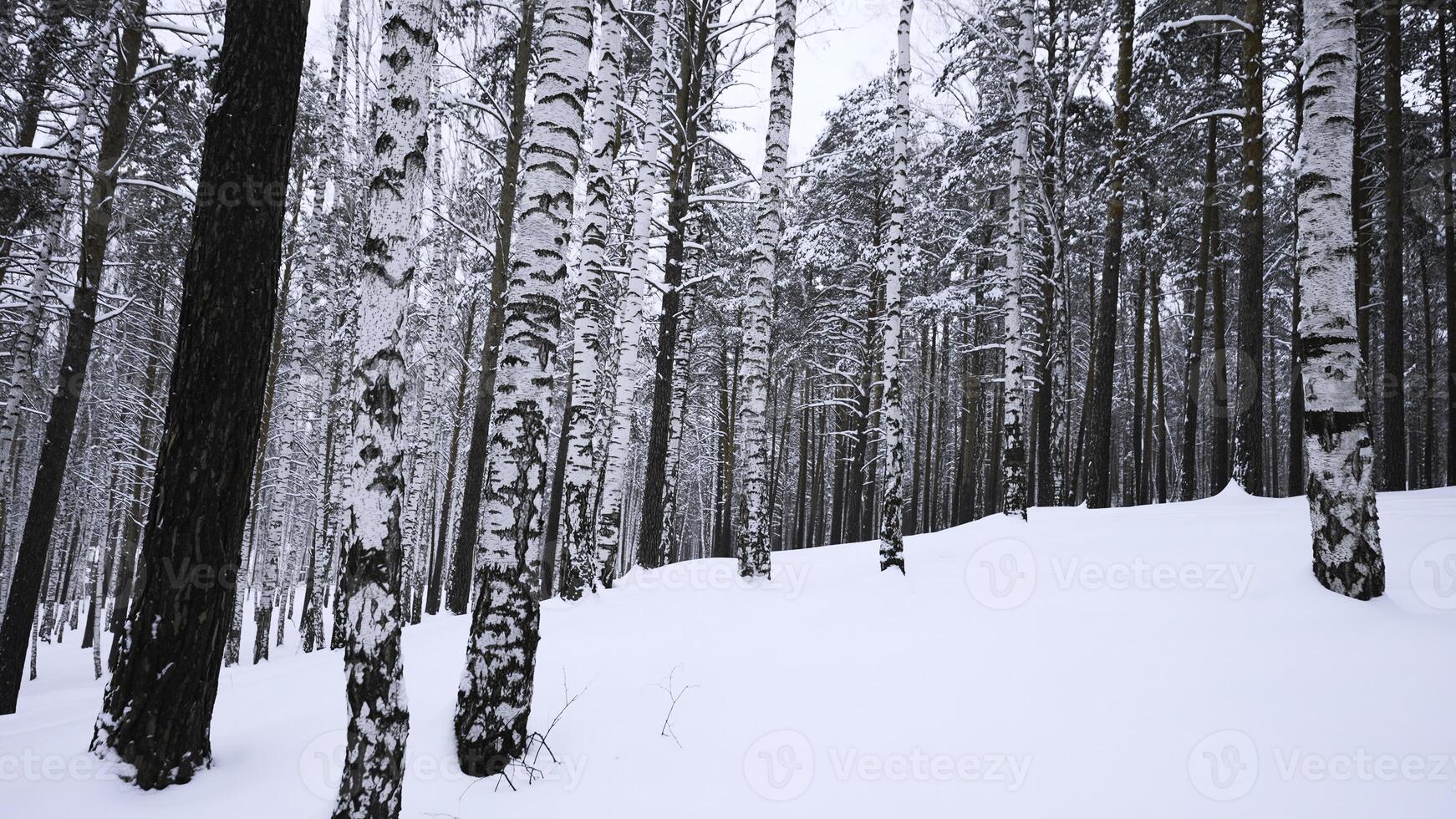 bellissimo paesaggio con betulla alberi nel inverno foresta. media. inverno foresta con betulla alberi e puro neve. bellissimo foresta con betulla alberi e calmante effetto su inverno giorno foto