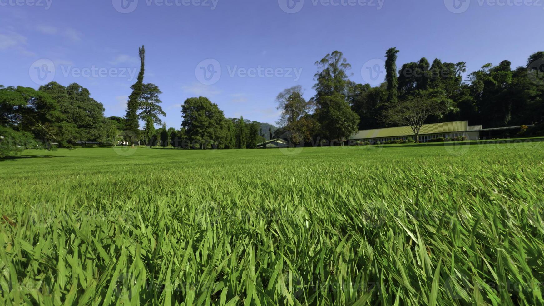 avvicinamento di bellissimo verde prato nel parco. azione. movimento su superficie di verde prato nel parco su soleggiato estate giorno. bellissimo ben curato prato nel parco foto