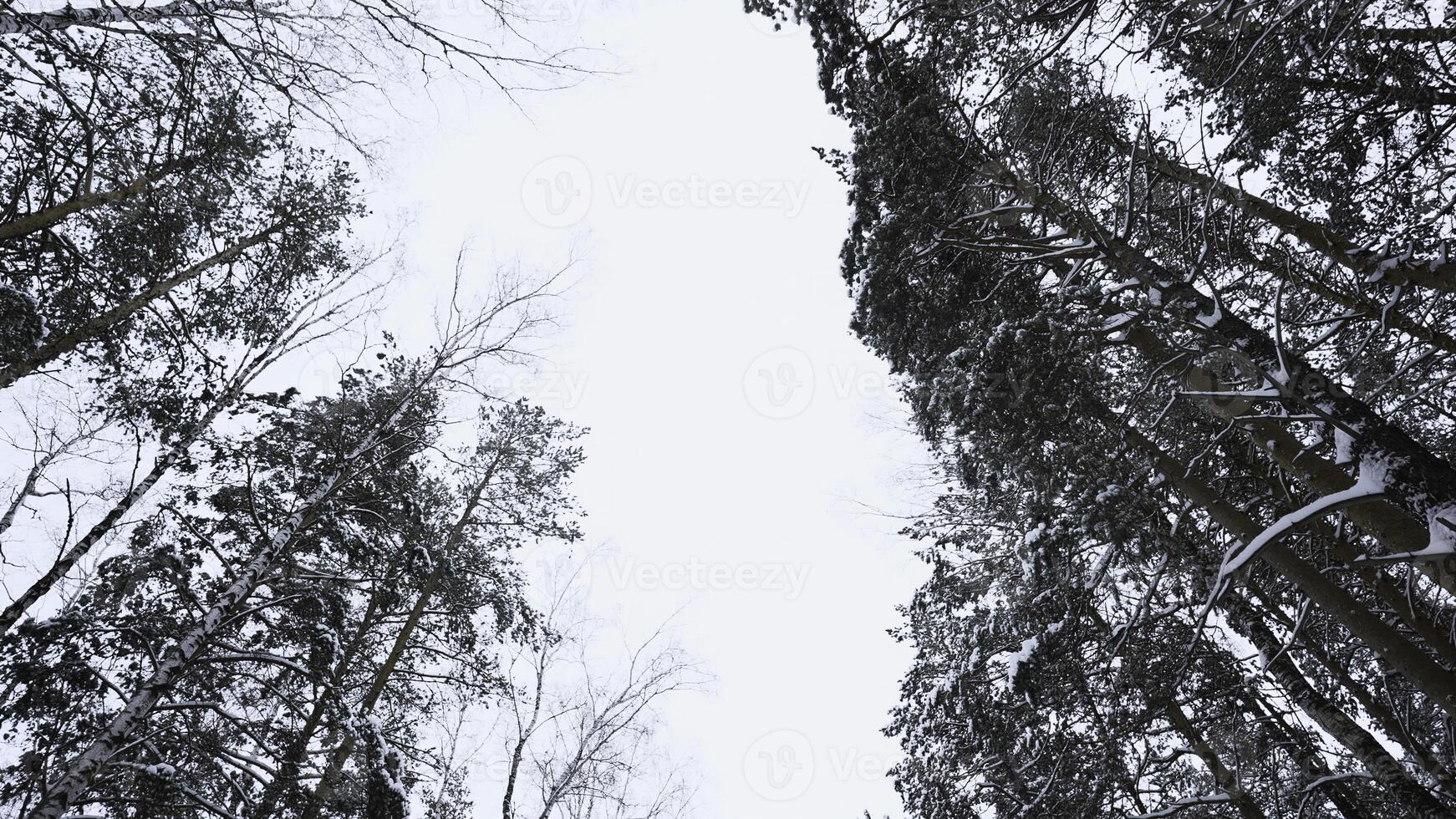Visualizza a partire dal sotto di bellissimo alberi nel inverno foresta su nuvoloso giorno. media. bellissimo albero tronchi con spoglio corone su nevoso inverno giorno. inverno foresta con alberi nel neve foto