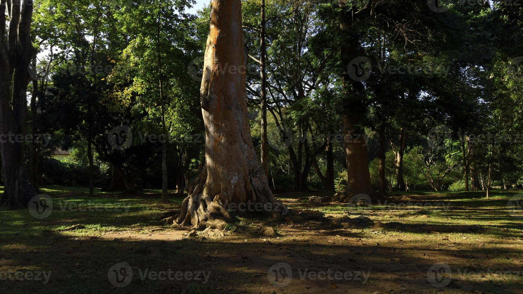 luce del sole brilla nel un' bellissimo vecchio crescita foresta. azione. sequoia massiccio verde alberi su un' estate soleggiato giorno. foto