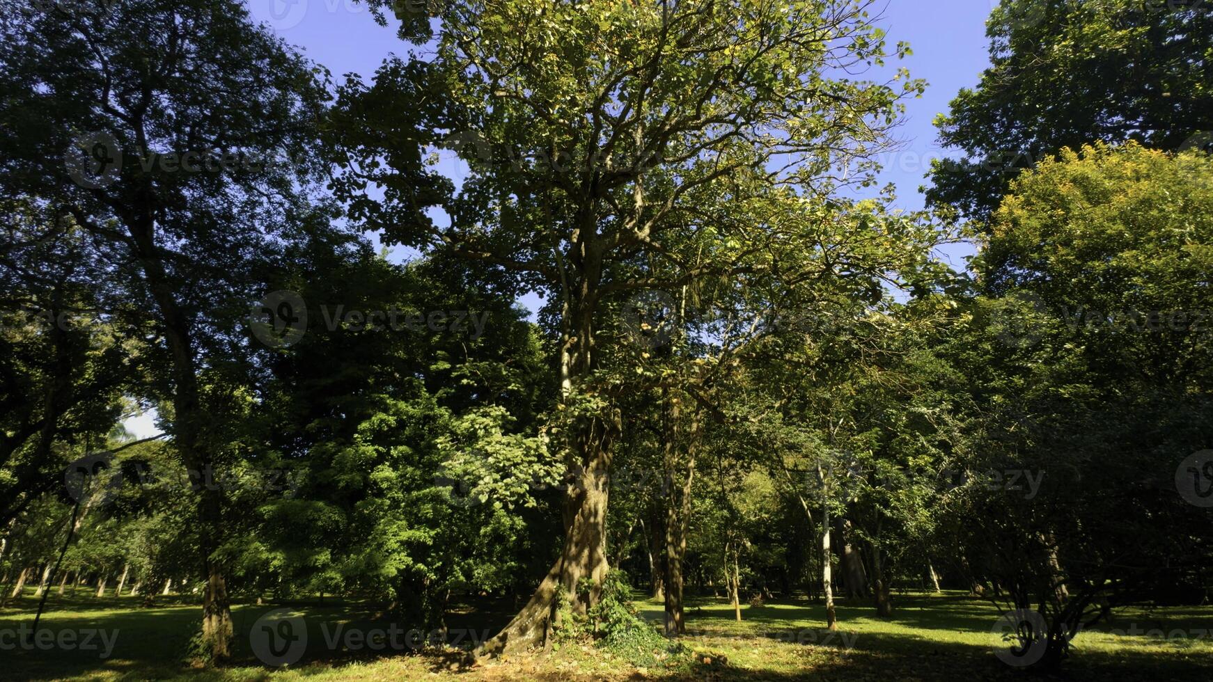 camminare attraverso il Magia foresta su un' soleggiato giorno. azione. sole raggi emergente anche se il verde albero rami. foto