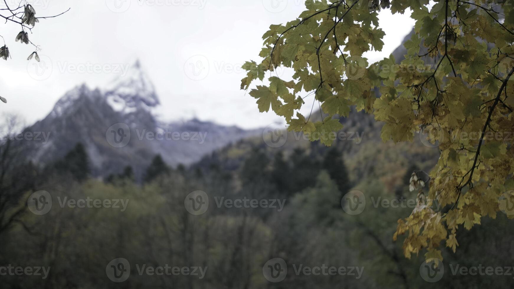 alto montagne coperto di neve dietro a albero ramo. creativo. giallo autunno le foglie con foreste colline dietro. foto