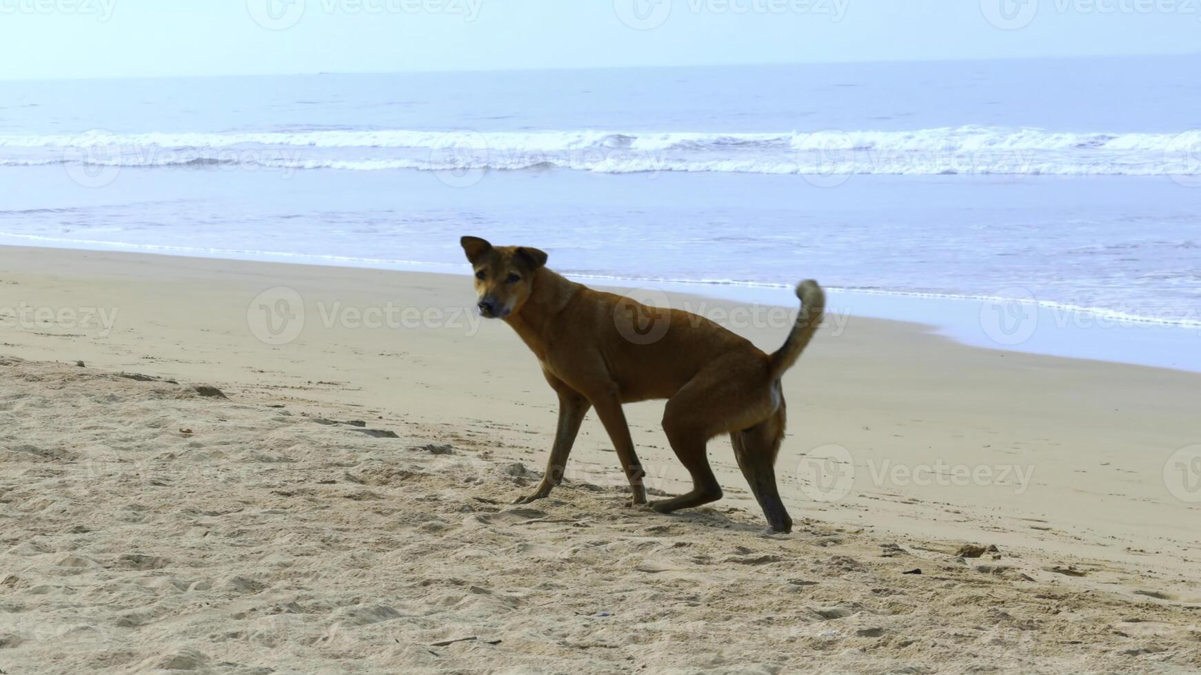 vagante cane a piedi solitario su il spiaggia di il mare. azione. bellissimo d'oro cane n sabbioso spiaggia costa. foto