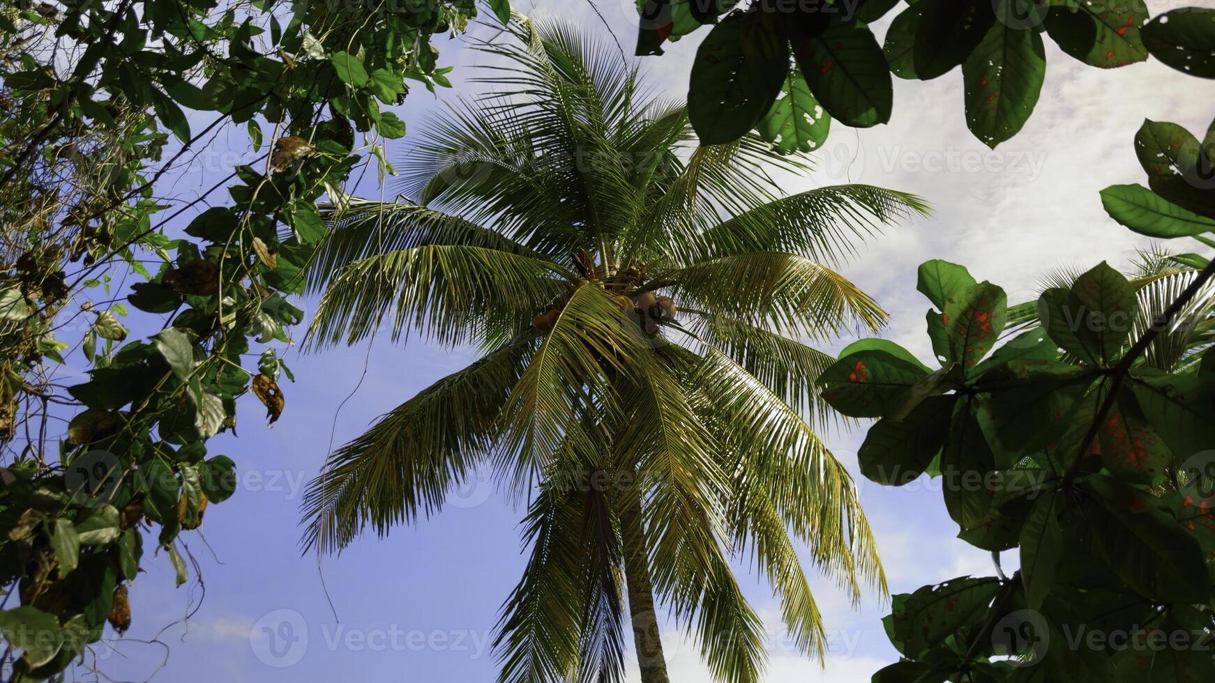 palma alberi nel tropicale giungla foresta nel un' soleggiato giorno. azione. verde fresco le foglie ondeggiante nel il vento. foto