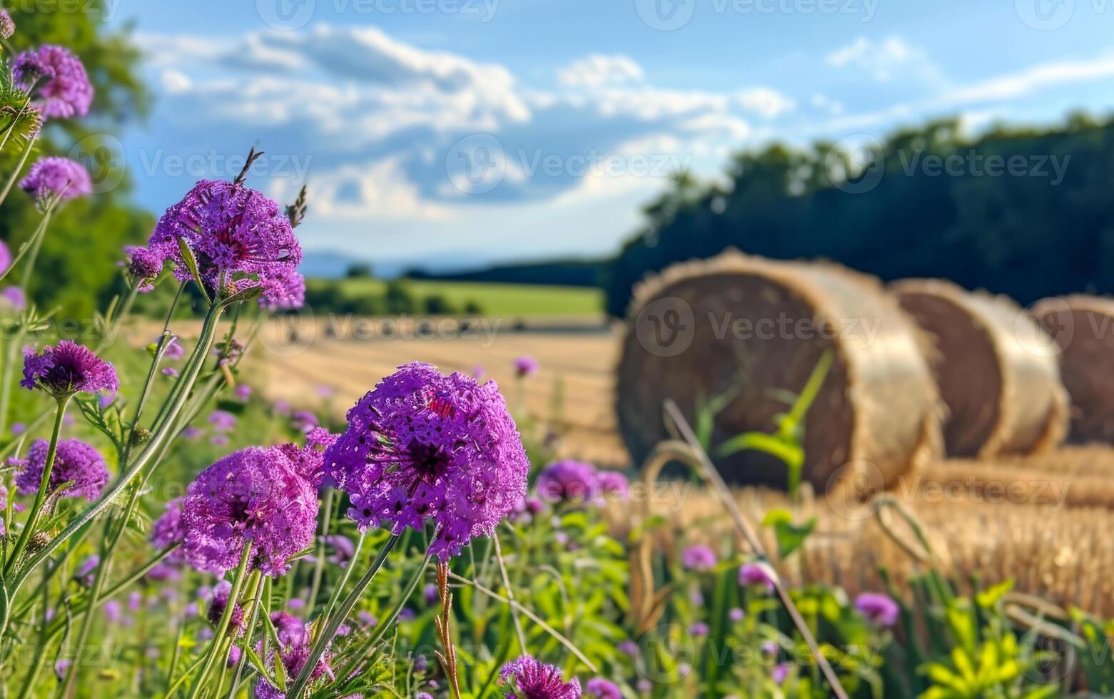 ai generato viola fiori e cannuccia balle su il campo dopo raccogliere foto