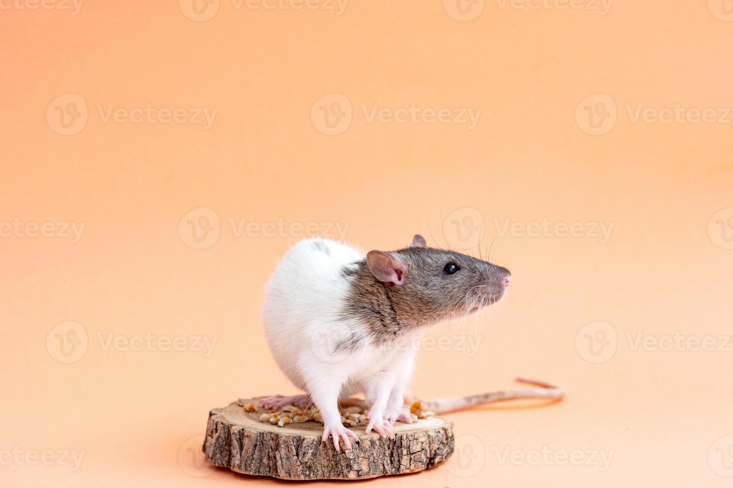 un' carino animale domestico ratto è seduta su un' colorato sfondo. spazio per testo. animale domestico, roditore foto