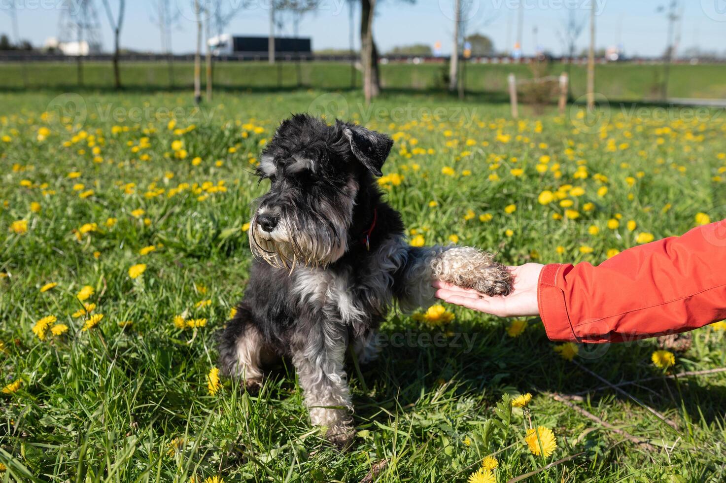 miniatura schnauzer dà un' zampa per il proprietario, si siede su il erba e trasformato lontano foto