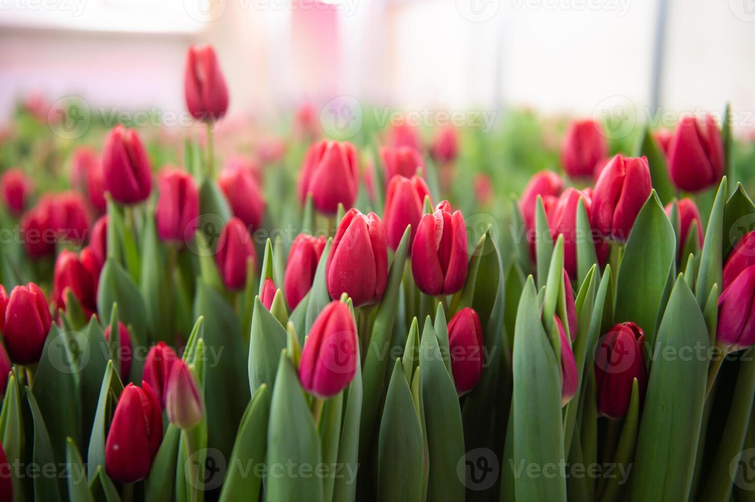 rosso tulipani di diverso varietà con verde le foglie in casa superiore Visualizza foto