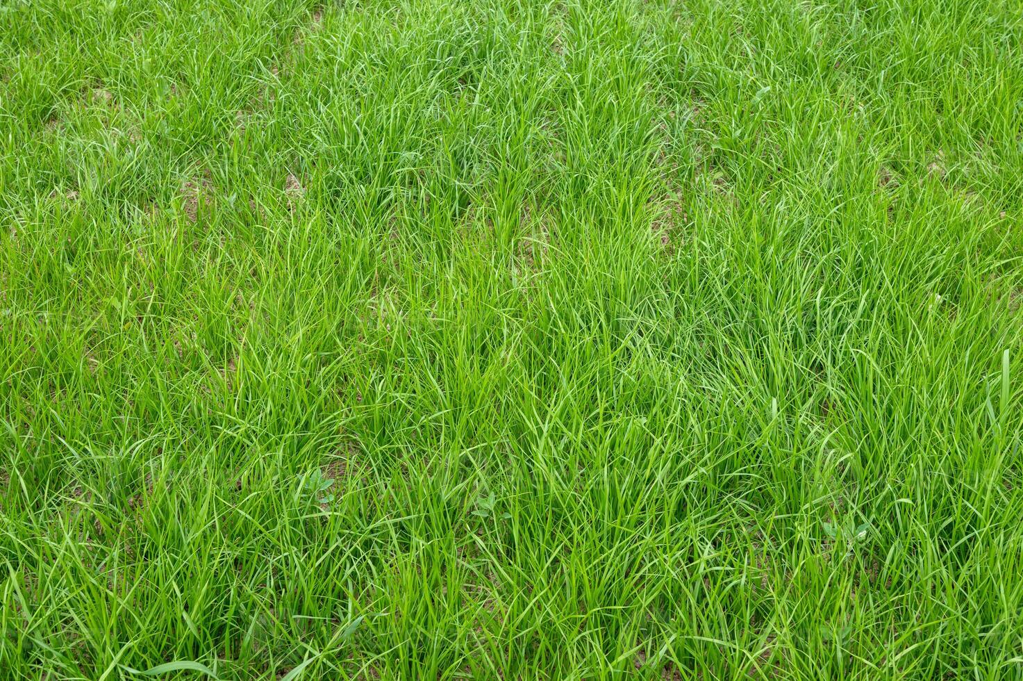 denso verde erba struttura foto