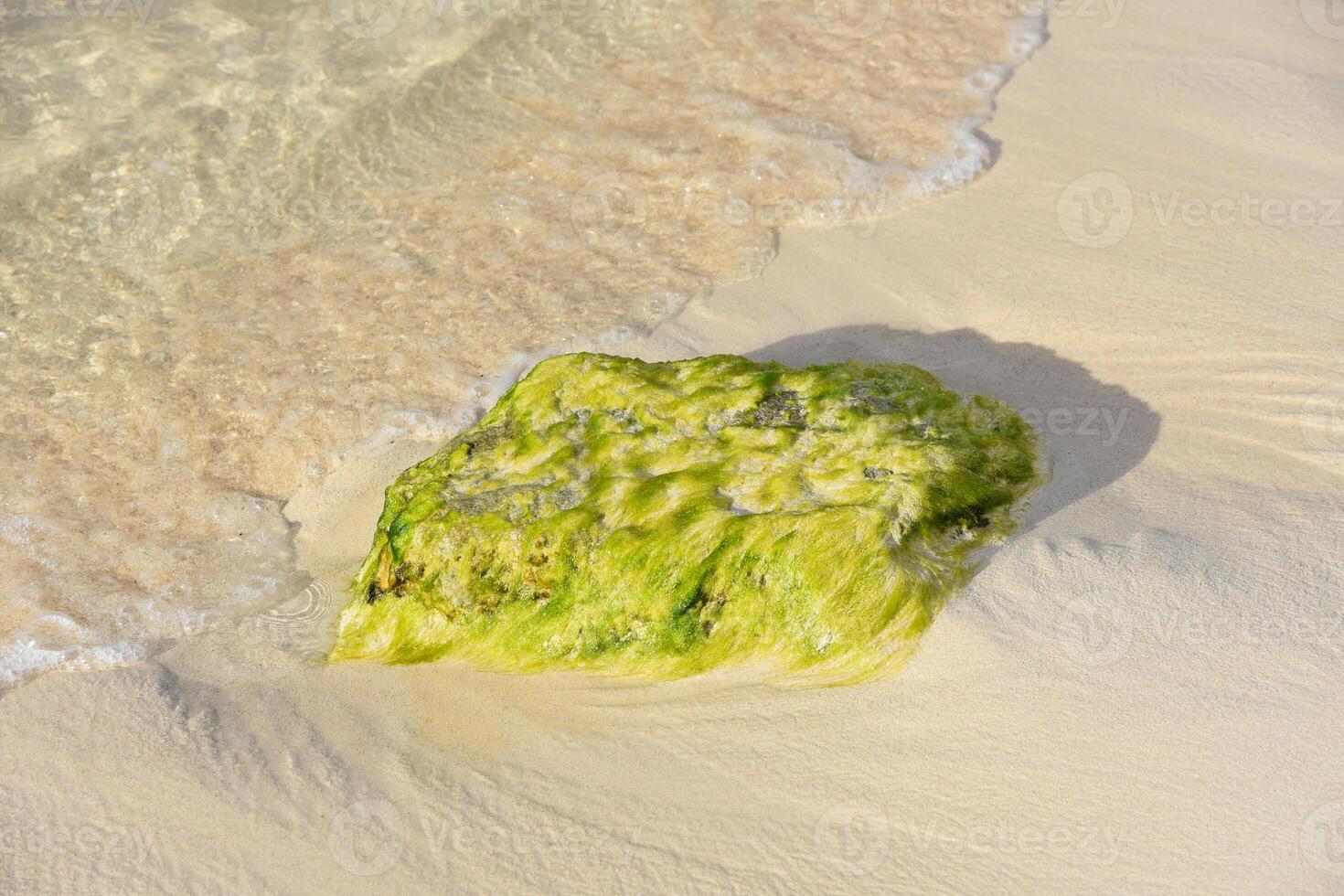 bianca sabbia spiaggia con vivace verde alghe su un' masso foto