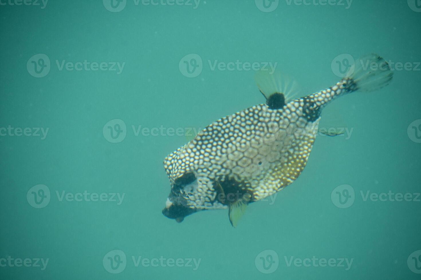 polka punto modello su un' pesce nel turchese acque foto