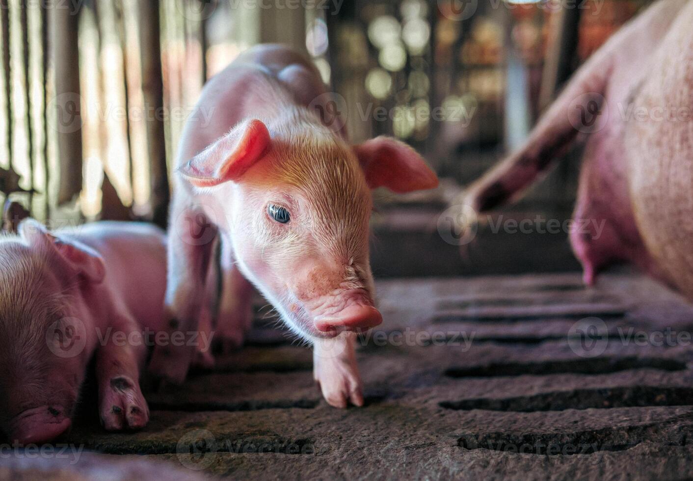 un' settimana maialino carino neonato su il maiale azienda agricola con altro maialini, avvicinamento foto