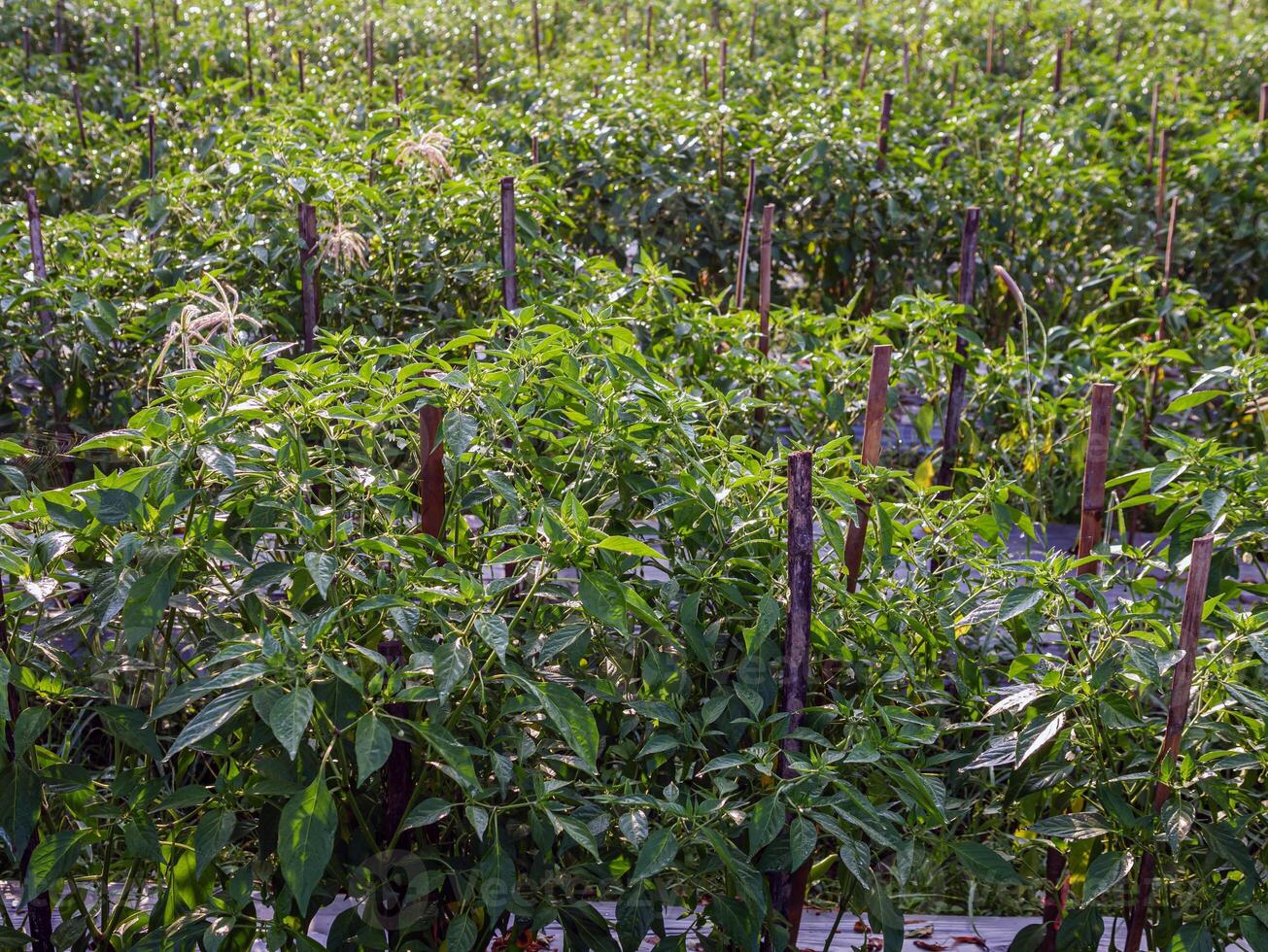 biologico verde peperoncino in crescita nel giardino foto