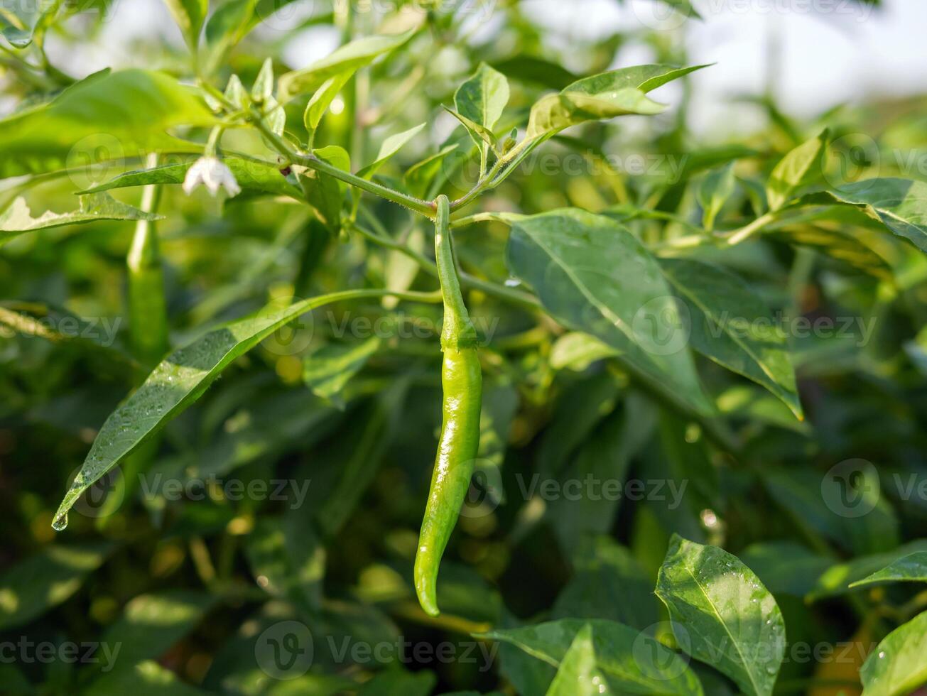 verde peperoncino nel il giardino, biologico verde peperoncino in crescita su peperoncino albero foto