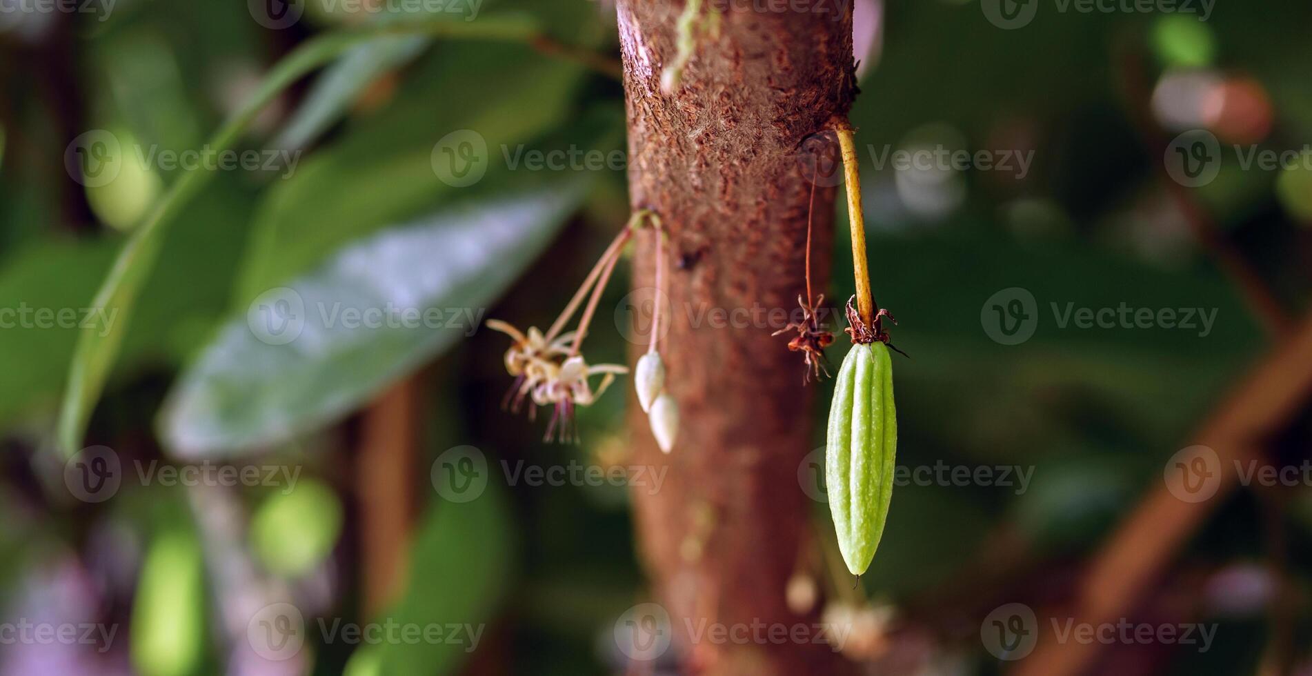 verde piccolo cacao baccelli ramo con giovane frutta e fioritura cacao fiori crescere su alberi. il cacao albero Theobroma cacao con frutta, crudo cacao albero pianta frutta piantagione foto