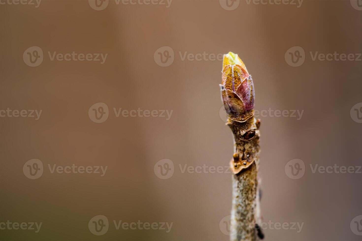 primavera germoglio magro messa a fuoco parte su sfocato sfondo. foto