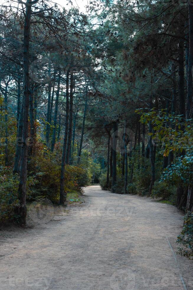 un' sporco pista nel il foresta per in esecuzione o jogging foto