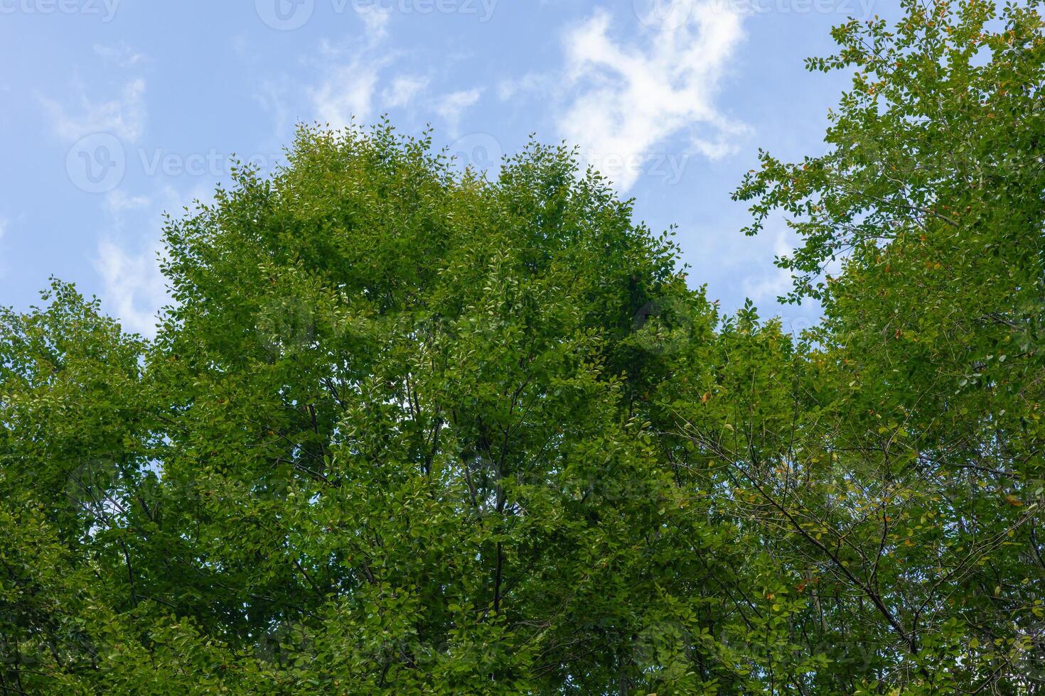 verde le foglie su il albero e nebbioso cielo su il sfondo foto