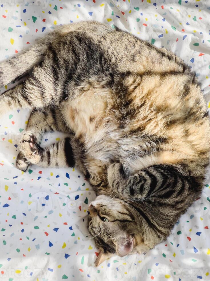 soriano gatto bugie oziare su un' multicolore coperta foto