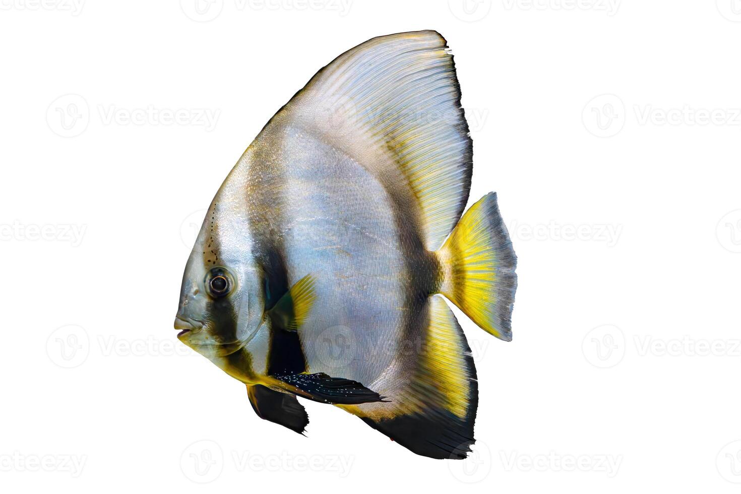 bellissimo pesce platax teira, longfin pesce pipistrello isolato su bianca sfondo foto