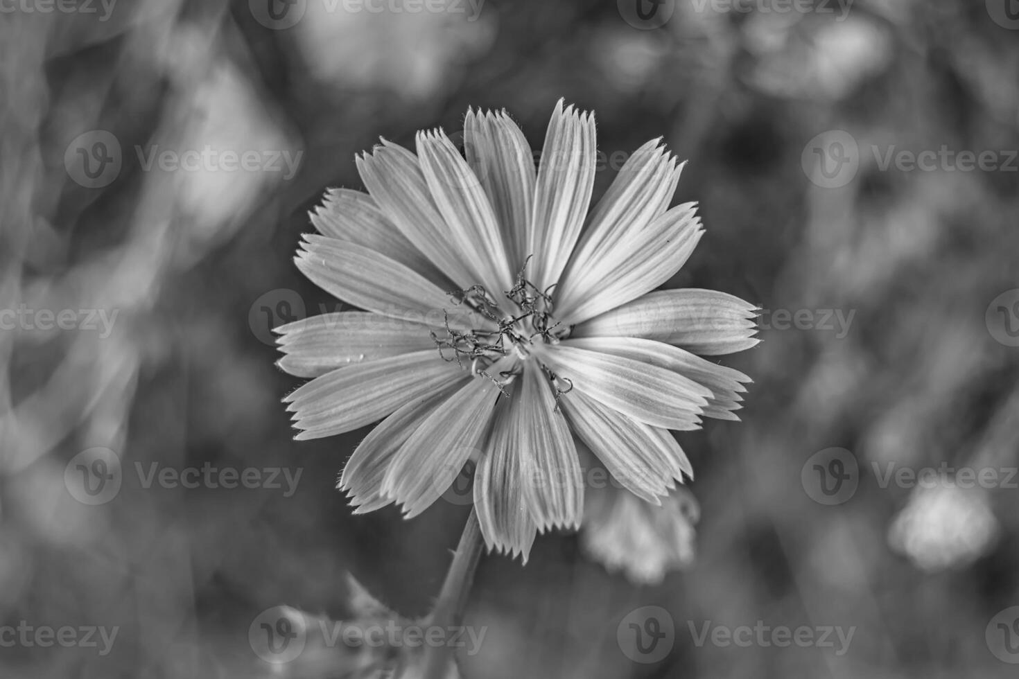 bellezza selvaggio in crescita fiore cicoria ordinario su sfondo prato foto