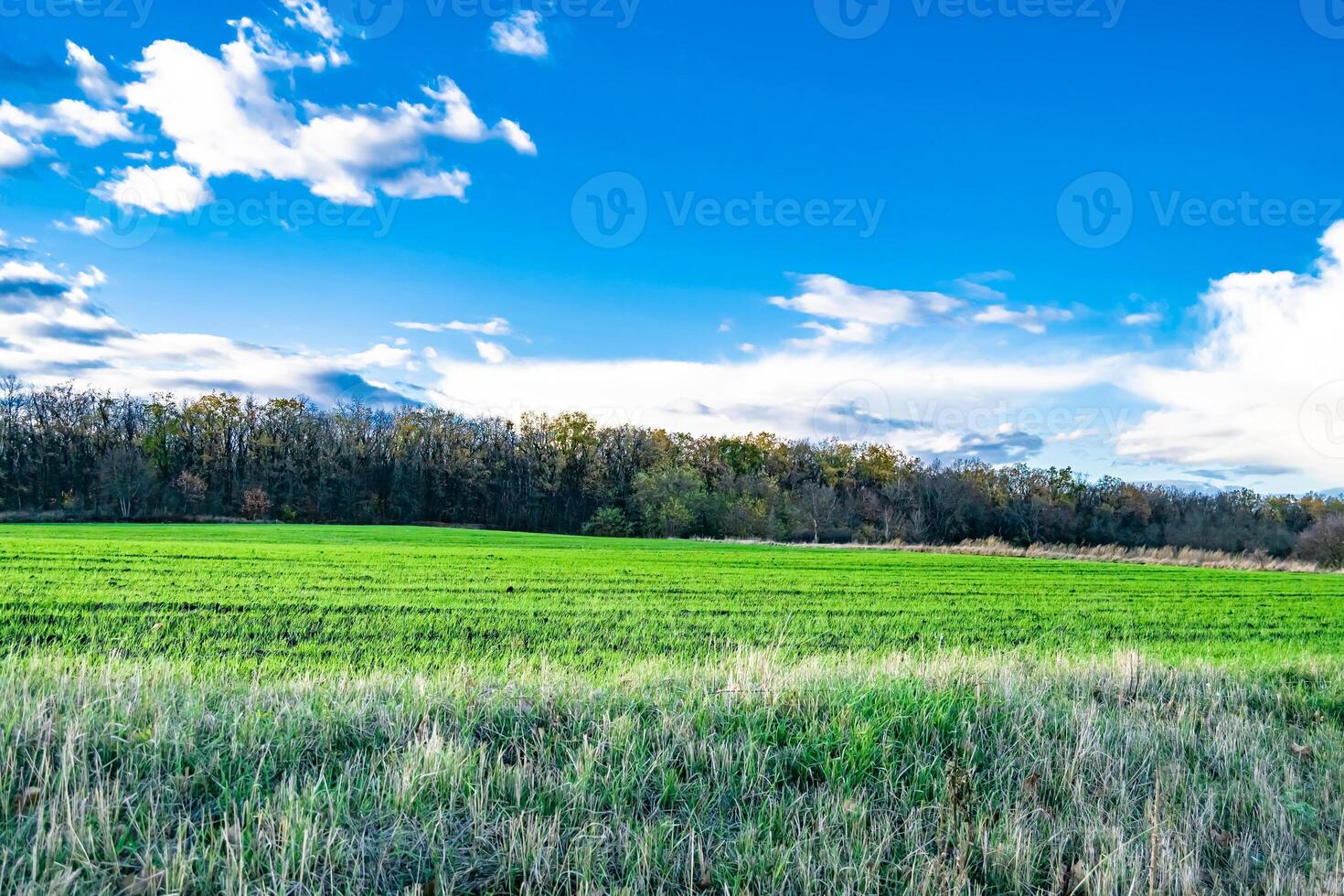 fotografia su tema grande vuoto azienda agricola campo per biologico raccogliere foto